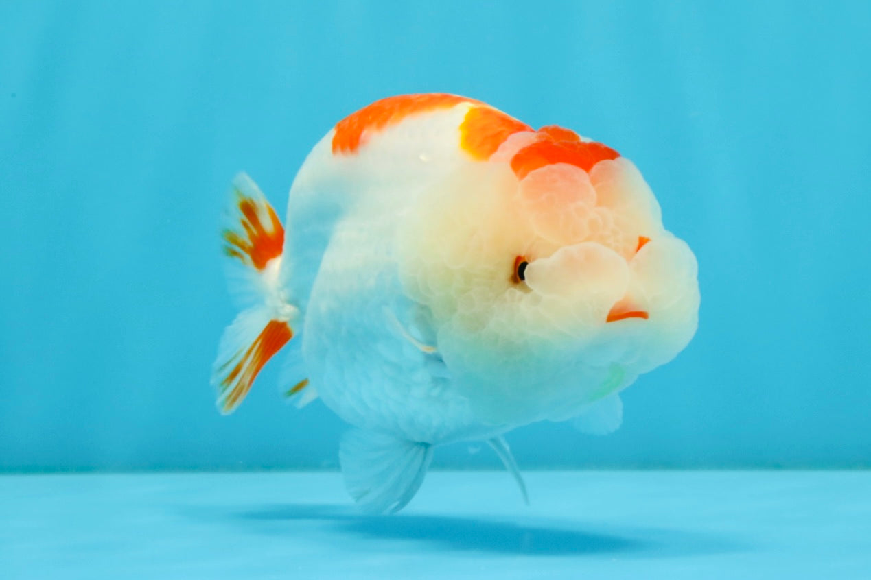 CHUBBY AAA Grade Kohaku Red White LionQueen 4.5-5 inches #032726LC_18