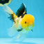 A Grade Panda Oranda Female 5.5-6 inches #082925OR_09