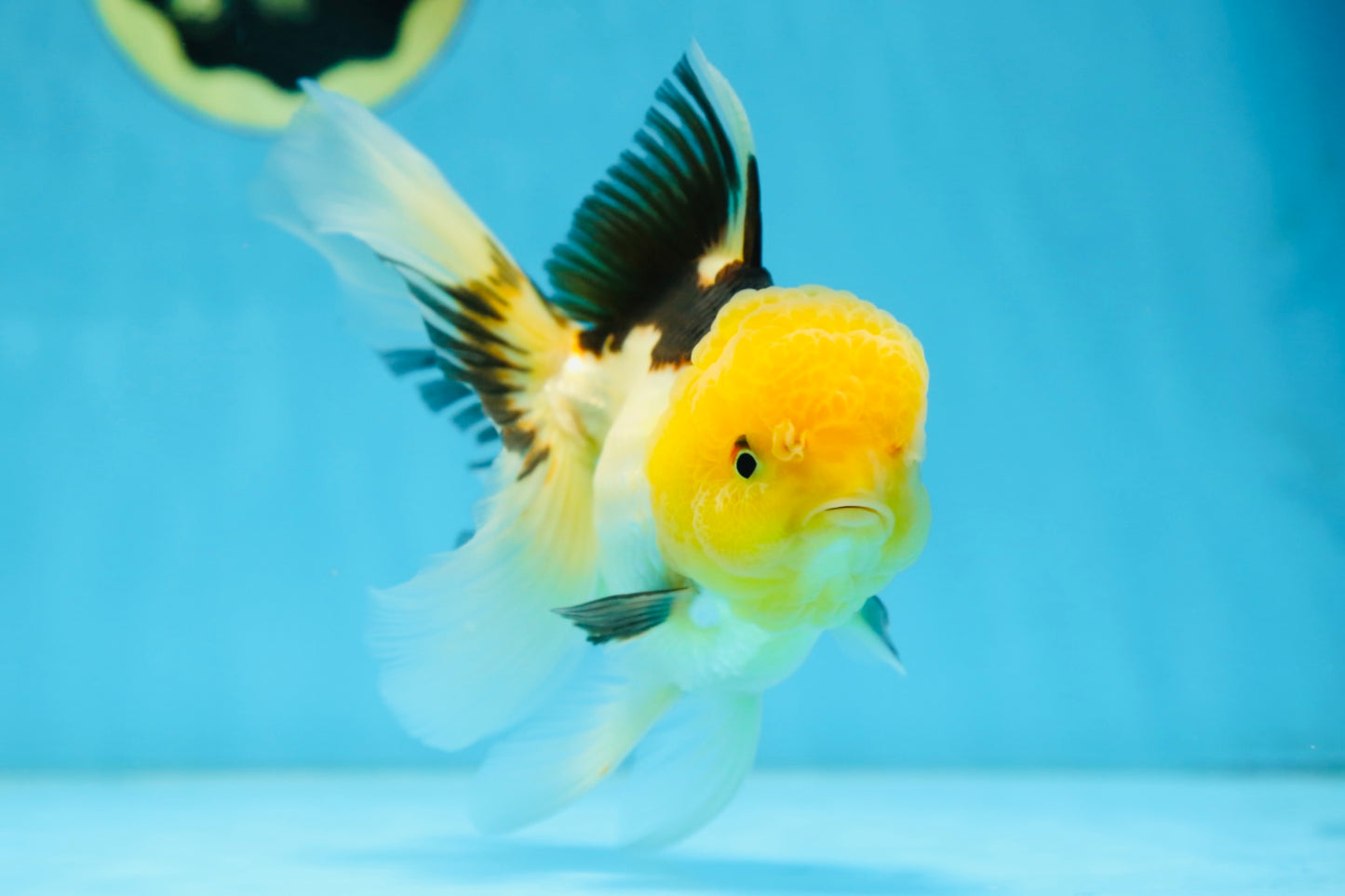 A Grade Panda Oranda Female 5.5-6 inches #082925OR_09