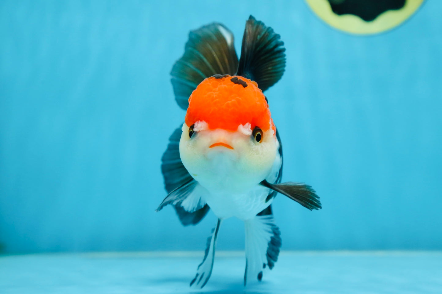A Grade Tricolor Oranda Female 5.5-6 inches #081525OR_18