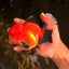 BULLDOG AAA Grade Tricolor Oranda Male 5.5-6 inches #071026OR_30