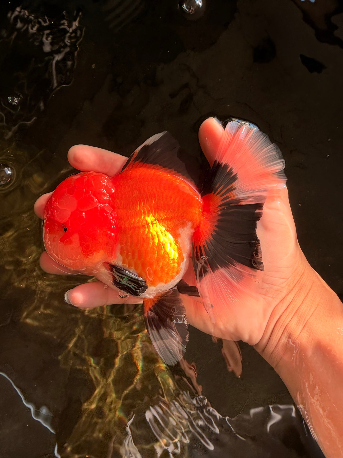 BULLDOG AAA Grade Tricolor Oranda Male 5.5-6 inches #071026OR_30
