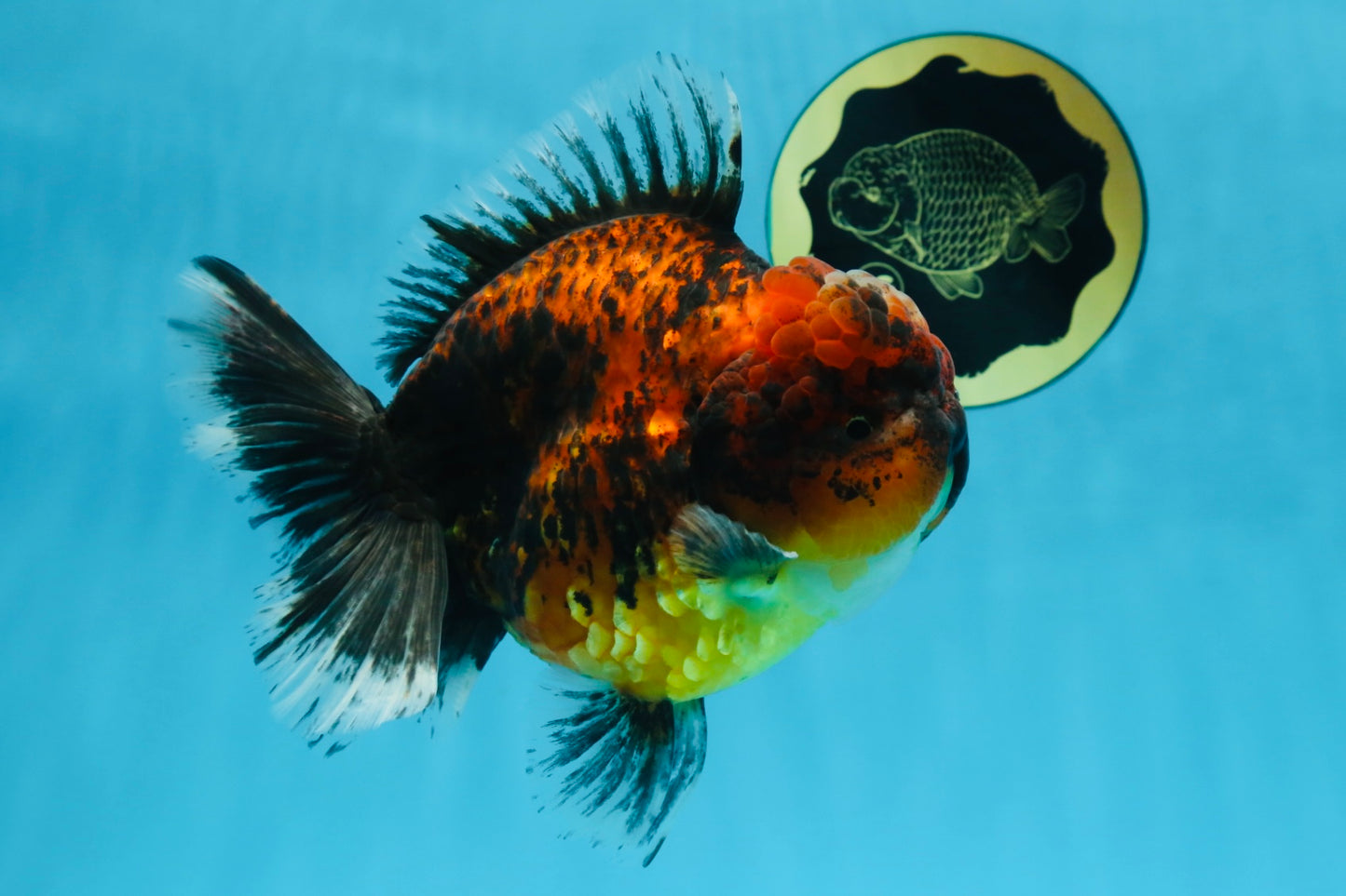 AAA Grade Super Chonky Tiger Godzilla Oranda Male 6 inches #072525OR_13