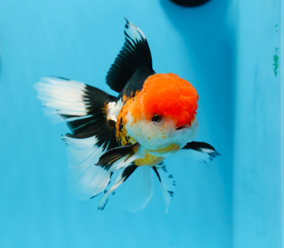 Oranda macho tricolor de grado A de 5 pulgadas n.° 0906OR_29