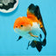 AAA Grade Tricolor Oranda Male 4.5-5 inches #0920OR_19