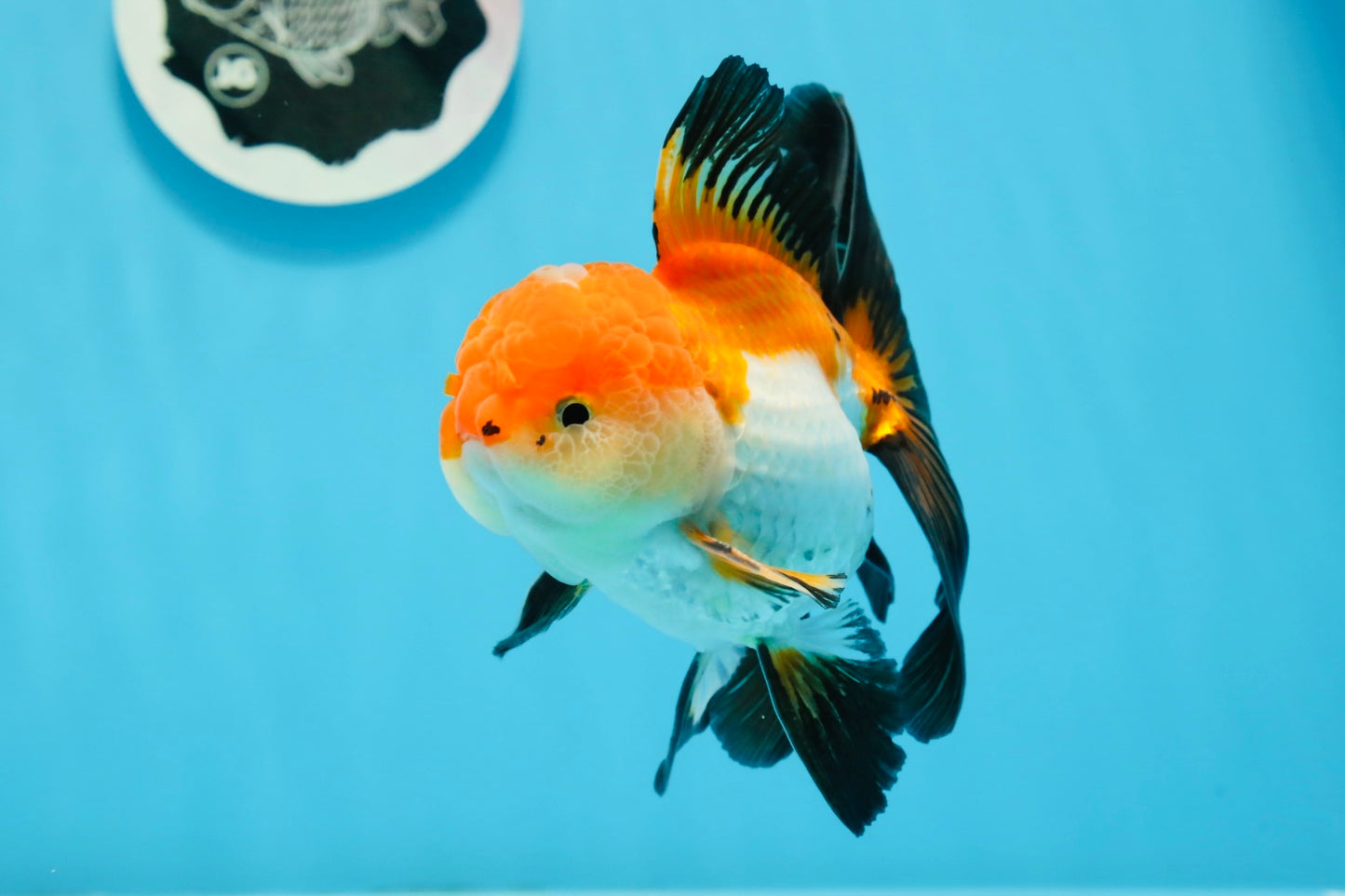 Oranda mâle tricolore de catégorie AAA de 4,5 à 5 pouces #0920OR_19