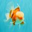 A Grade Jade Head Red White Oranda Male 5-5.5 inches #062626OR_25