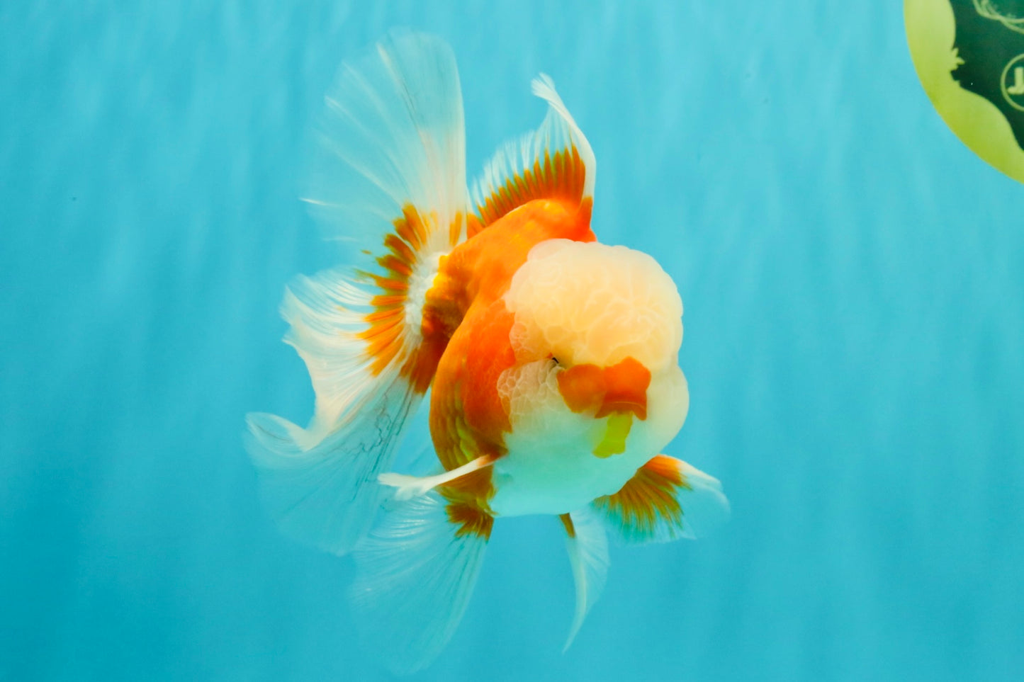 A Grade Jade Head Red White Oranda Male 5-5.5 inches #062626OR_25
