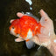 SUPER CHONKY A Grade Sakura Oranda Male 5.5-6 inches #120525OR_03