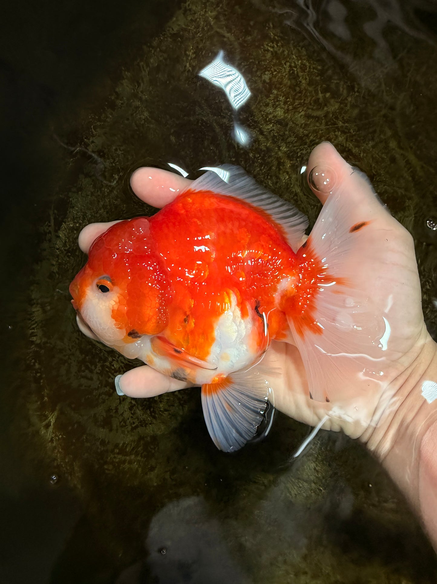 SUPER CHONKY A Grade Sakura Oranda Male 5.5-6 inches #120525OR_03