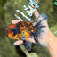 Tiger Oranda Male 6.5 inches #081426OR_02