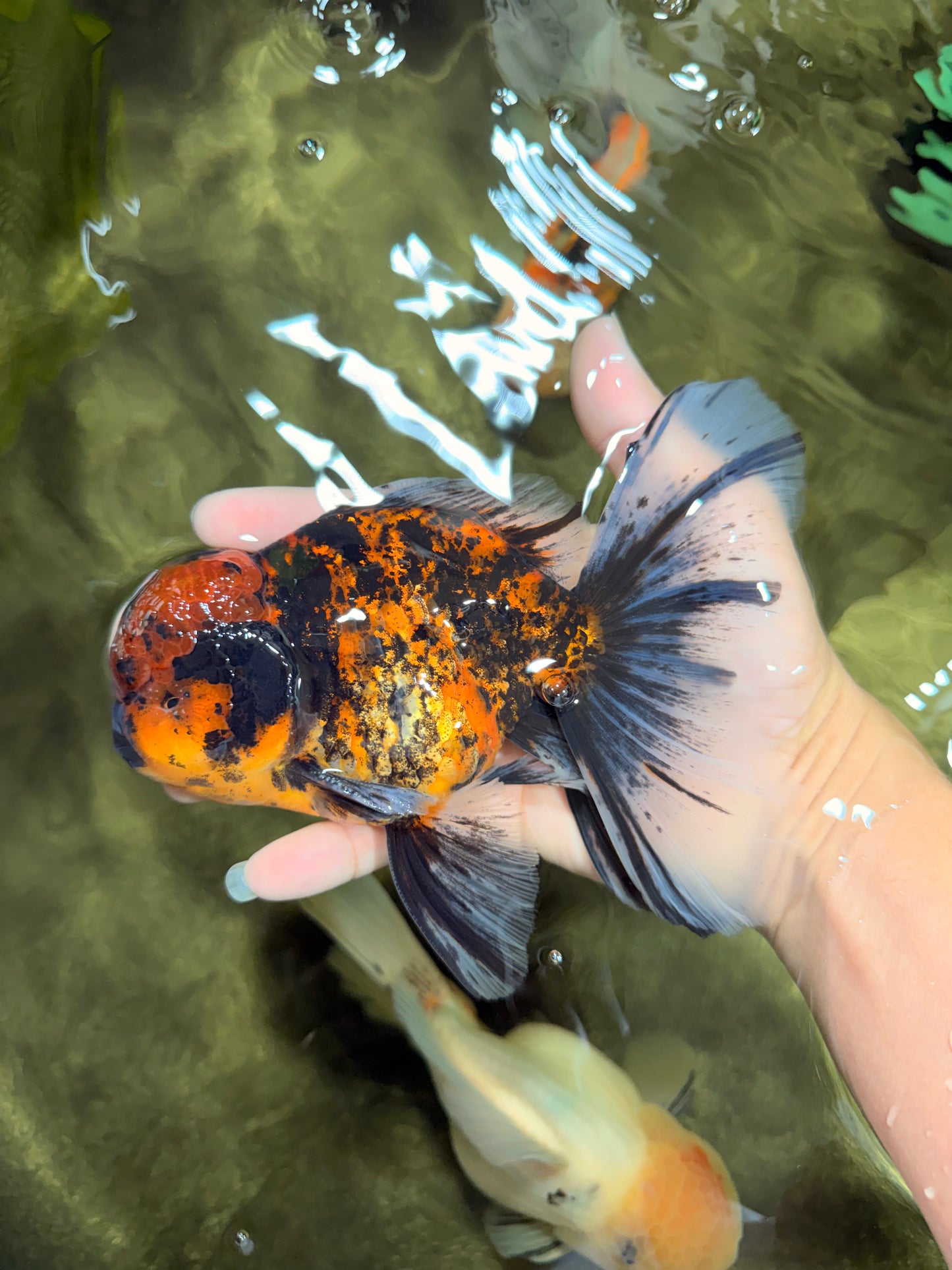 Tiger Oranda Male 6.5 inches #081426OR_02