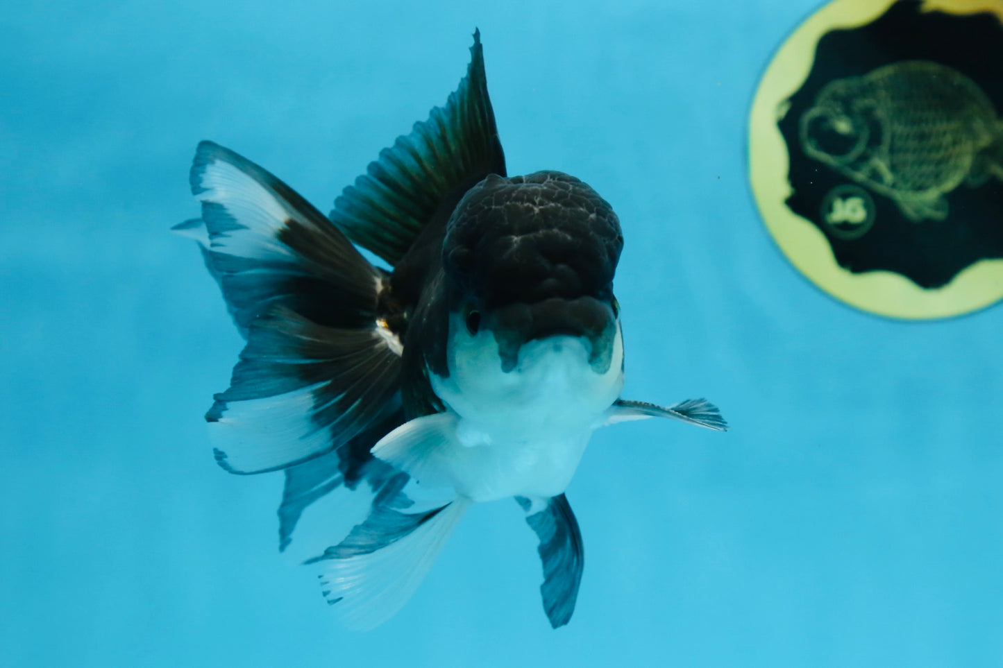 Panda Oranda Male 4.5 inches #081525OR_20