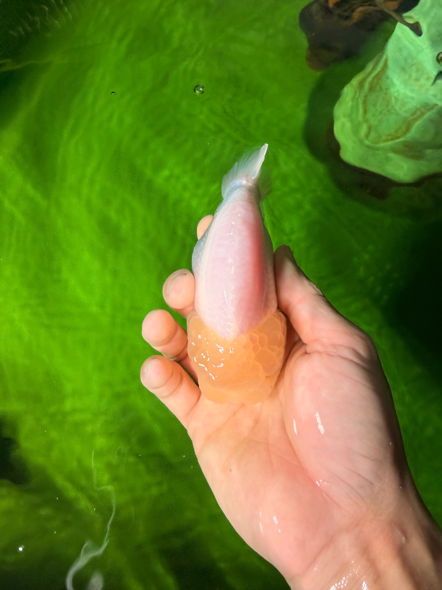 SUPER CUTE A Grade White LionQueen Female 4.5 inches #041026LC_17