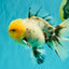 A Grade Marble Oranda Male 6 inches #062626OR_33