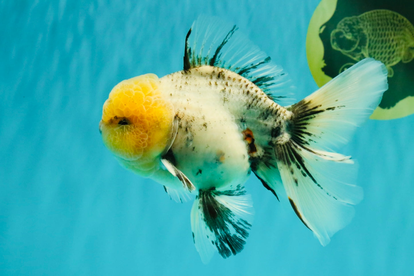 A Grade Marble Oranda Male 6 inches #062626OR_33