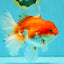 A Grade Red White Oranda Female 6.5-7 inches #050826OR_06