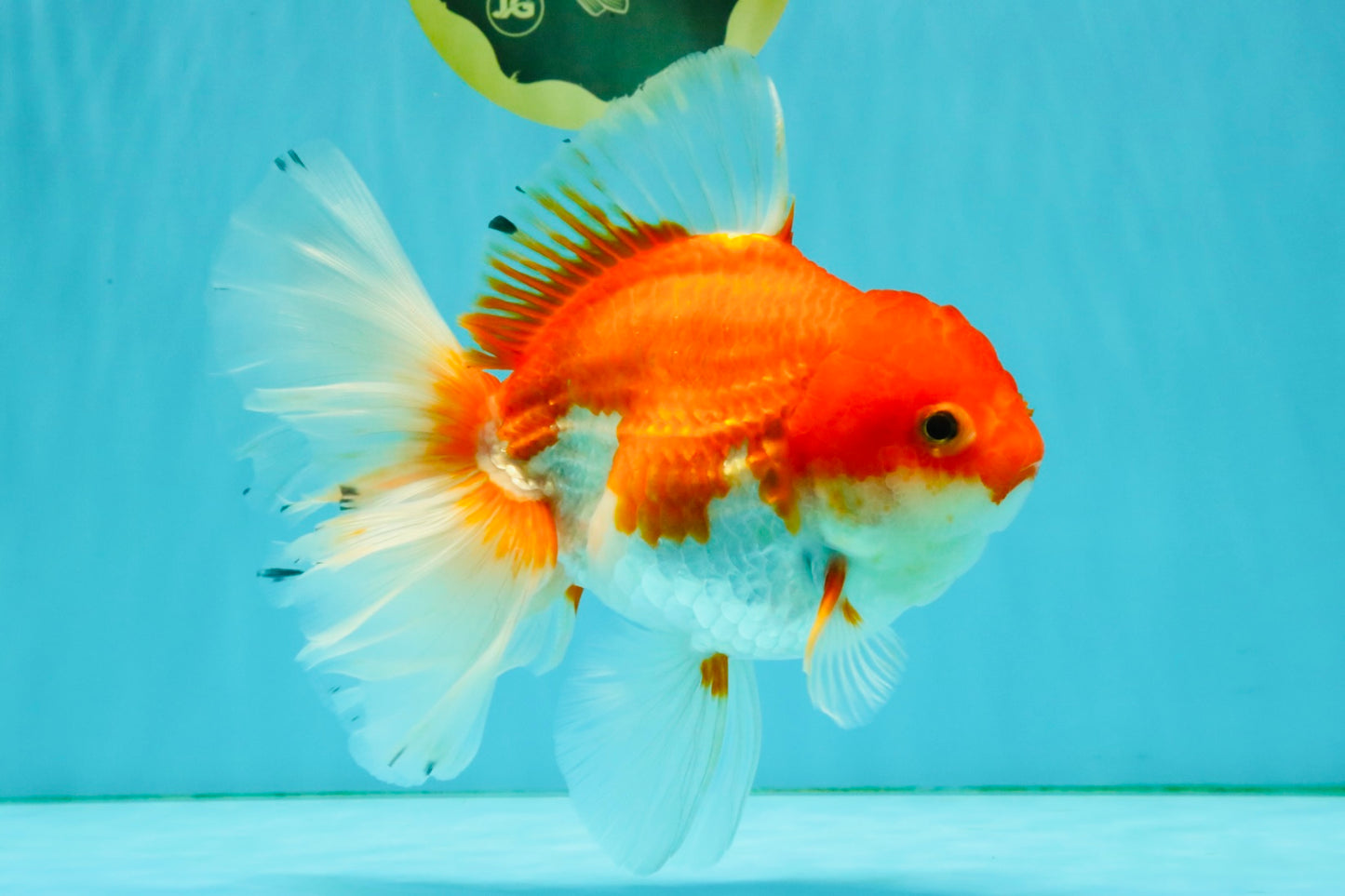 A Grade Red White Oranda Female 6.5-7 inches #050826OR_06