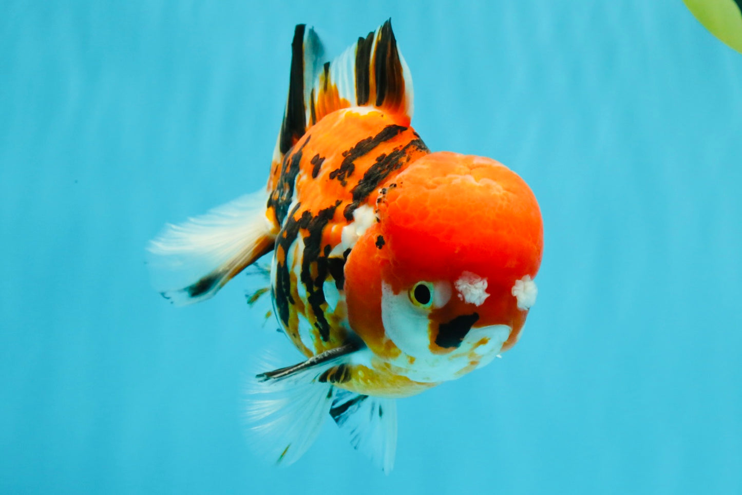 Pompom Tiger Yuanbao Male 5.5 inches #022726YB_07