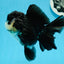 Femelle panda Oranda de catégorie A, 5 pouces #0927OR_27