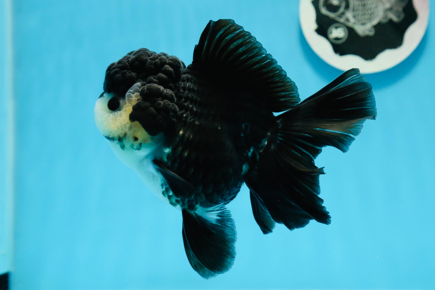 Femelle panda Oranda de catégorie A, 5 pouces #0927OR_27