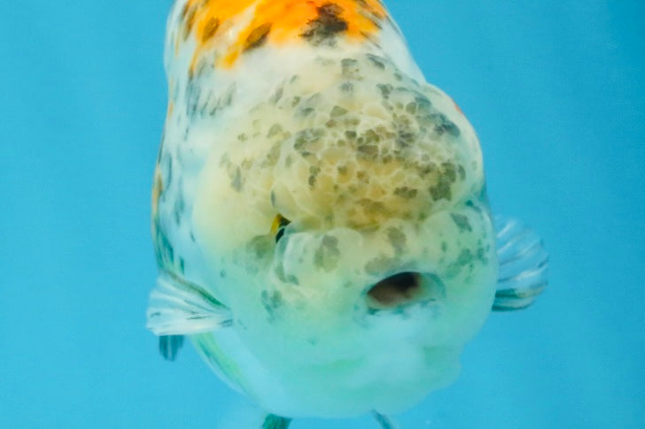 A Grade Tricolor Tiger LionKing 4.5-5 inches #112125LC_02