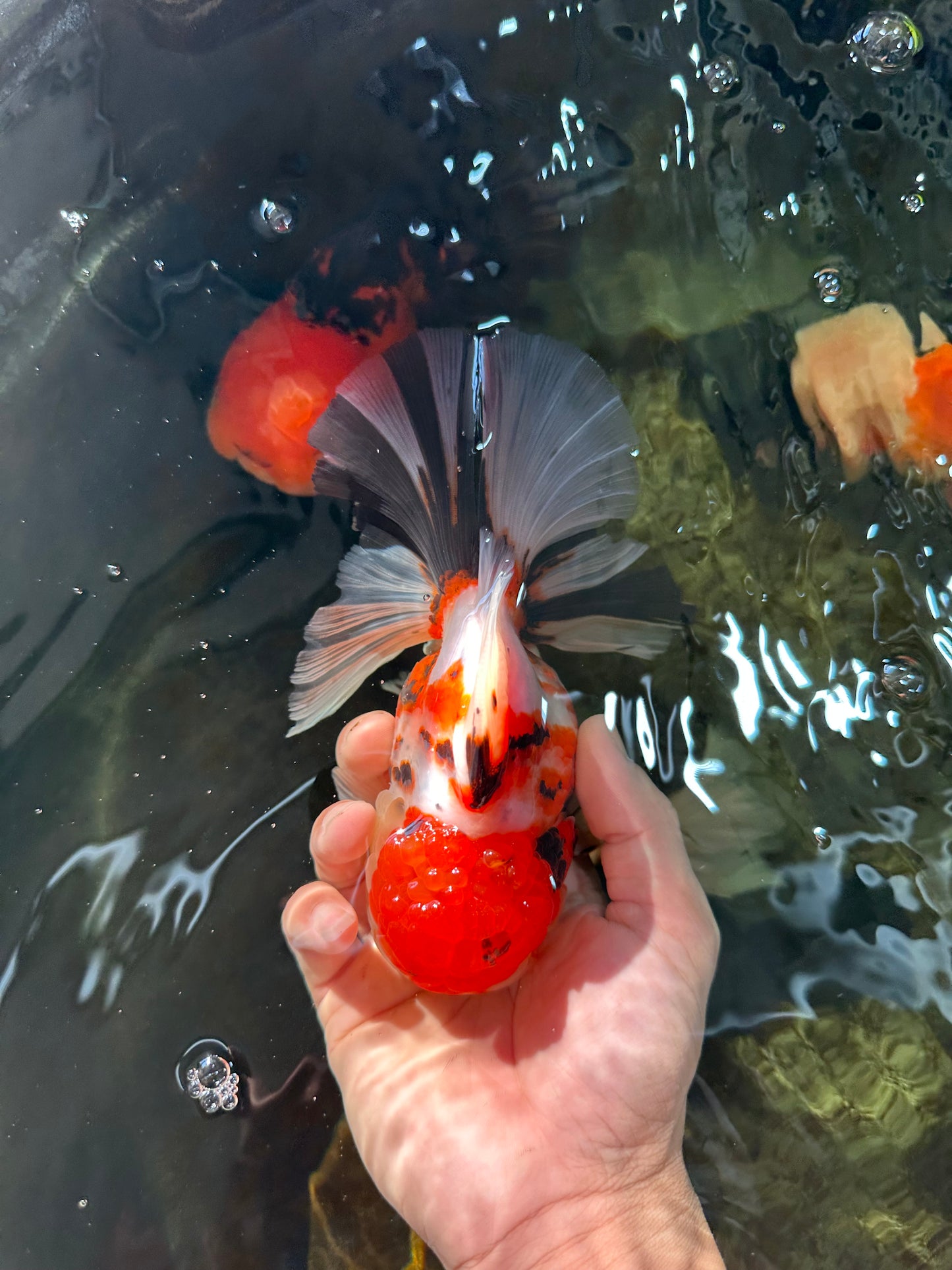 AAA Grade BEAUTY Tricolor Sakura Oranda Female 6 inches #082225OR_06