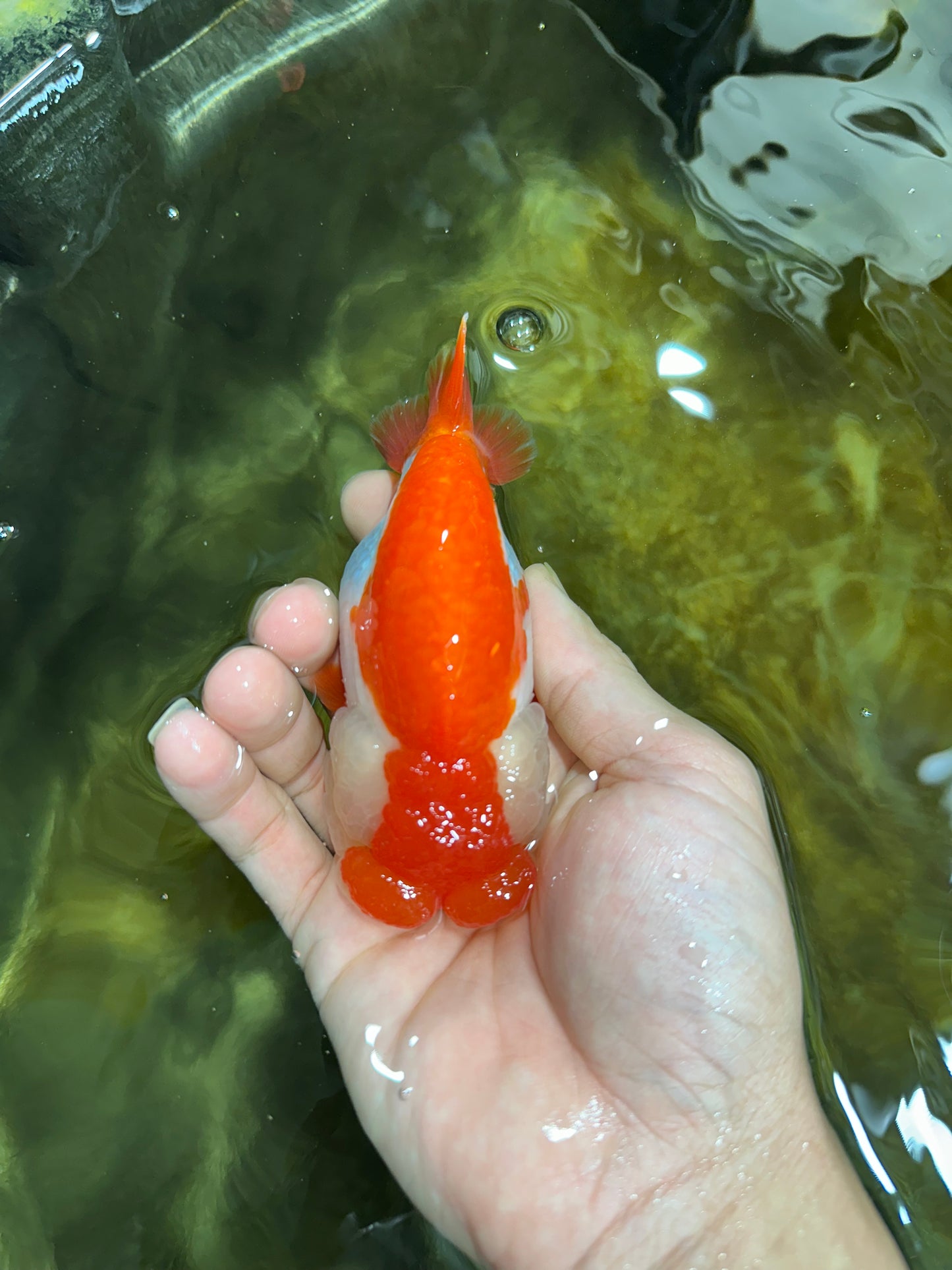 THE BEST AAA Grade Red White LionQueen 4.5 inches #042525LC_15