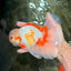 CHICKIE A Grade Red White Oranda Male 6-6.5 inches #082826OR_13