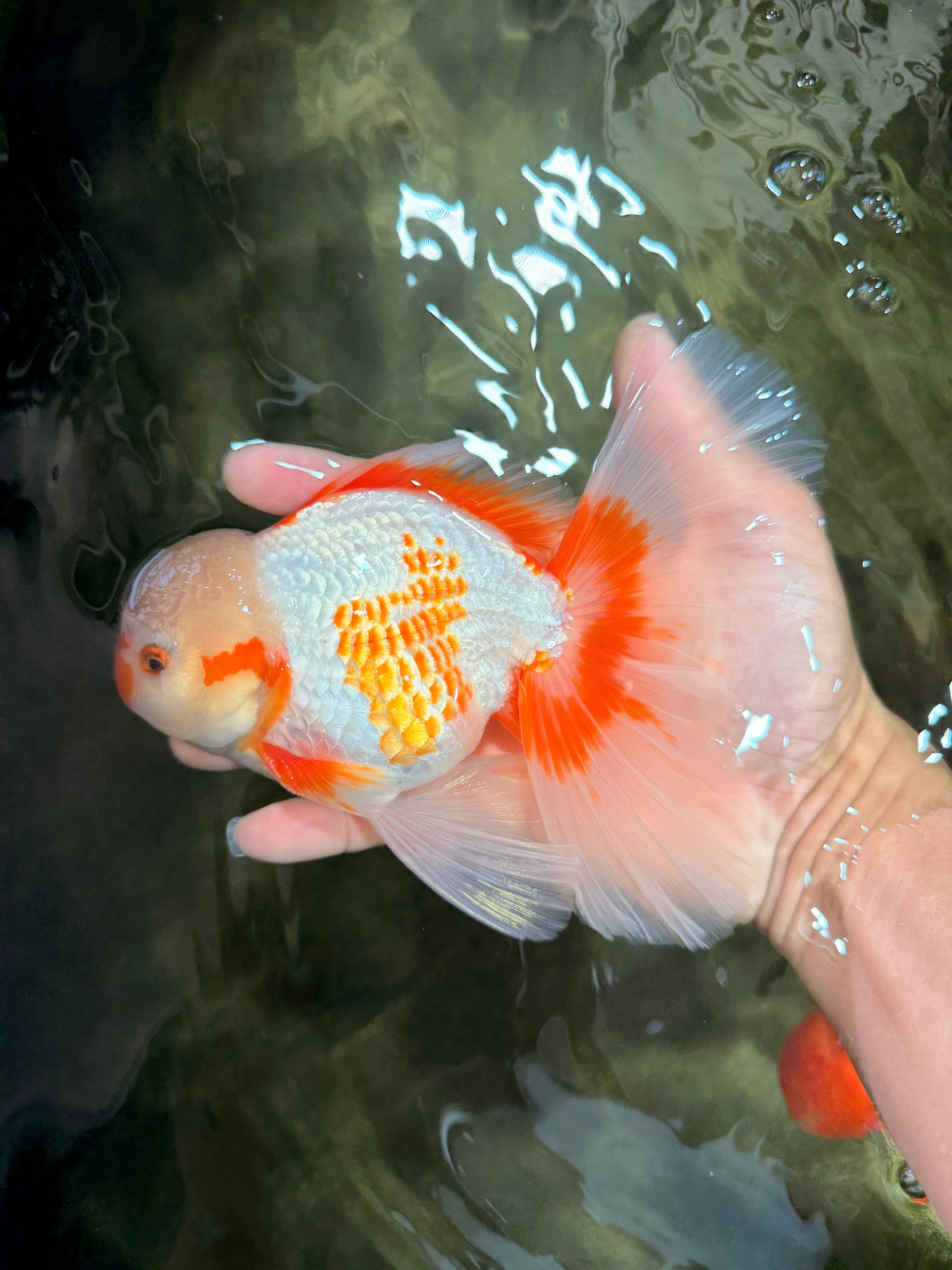CHICKIE A Grade Red White Oranda Male 6-6.5 inches #082826OR_13