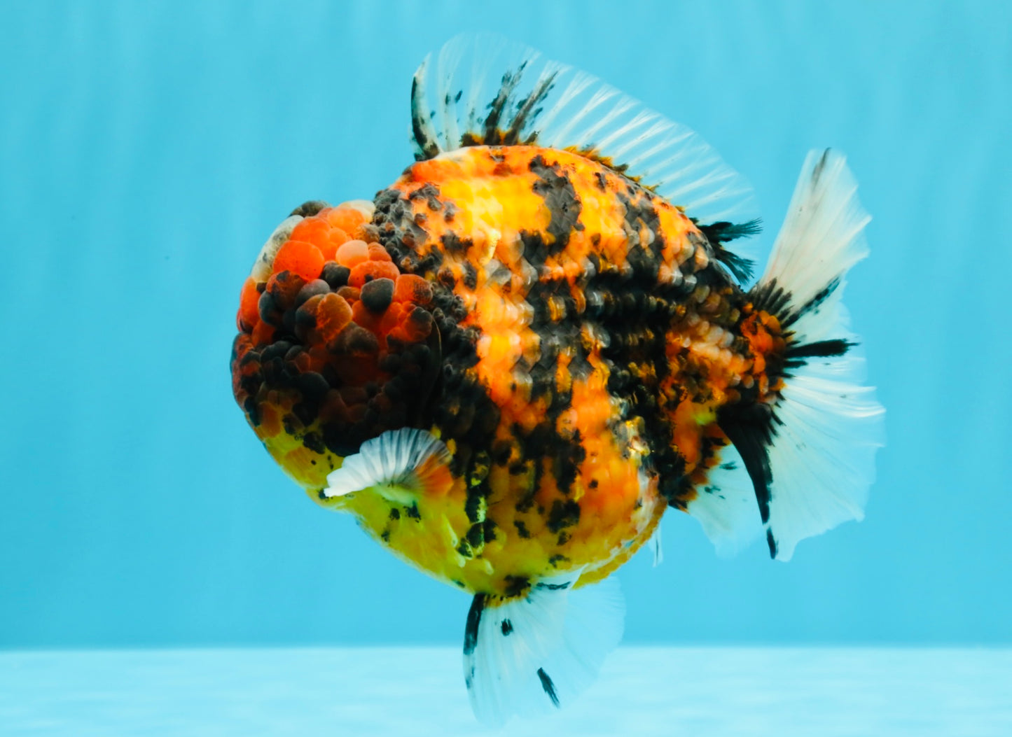 SUPER Special AAA Grade Godzilla Tiger Yuanbao Male 5 inches #022726YB_01