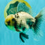 AAA Grade White Marble Oranda Male 5.5 inches #070626OR_23