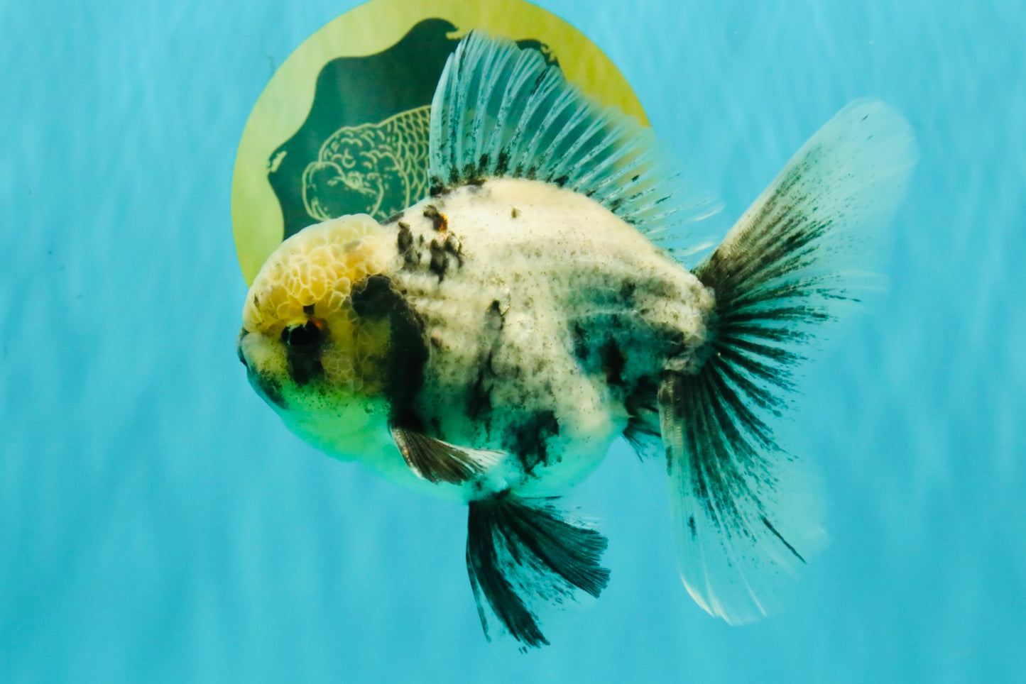 AAA Grade White Marble Oranda Male 5.5 inches #070626OR_23