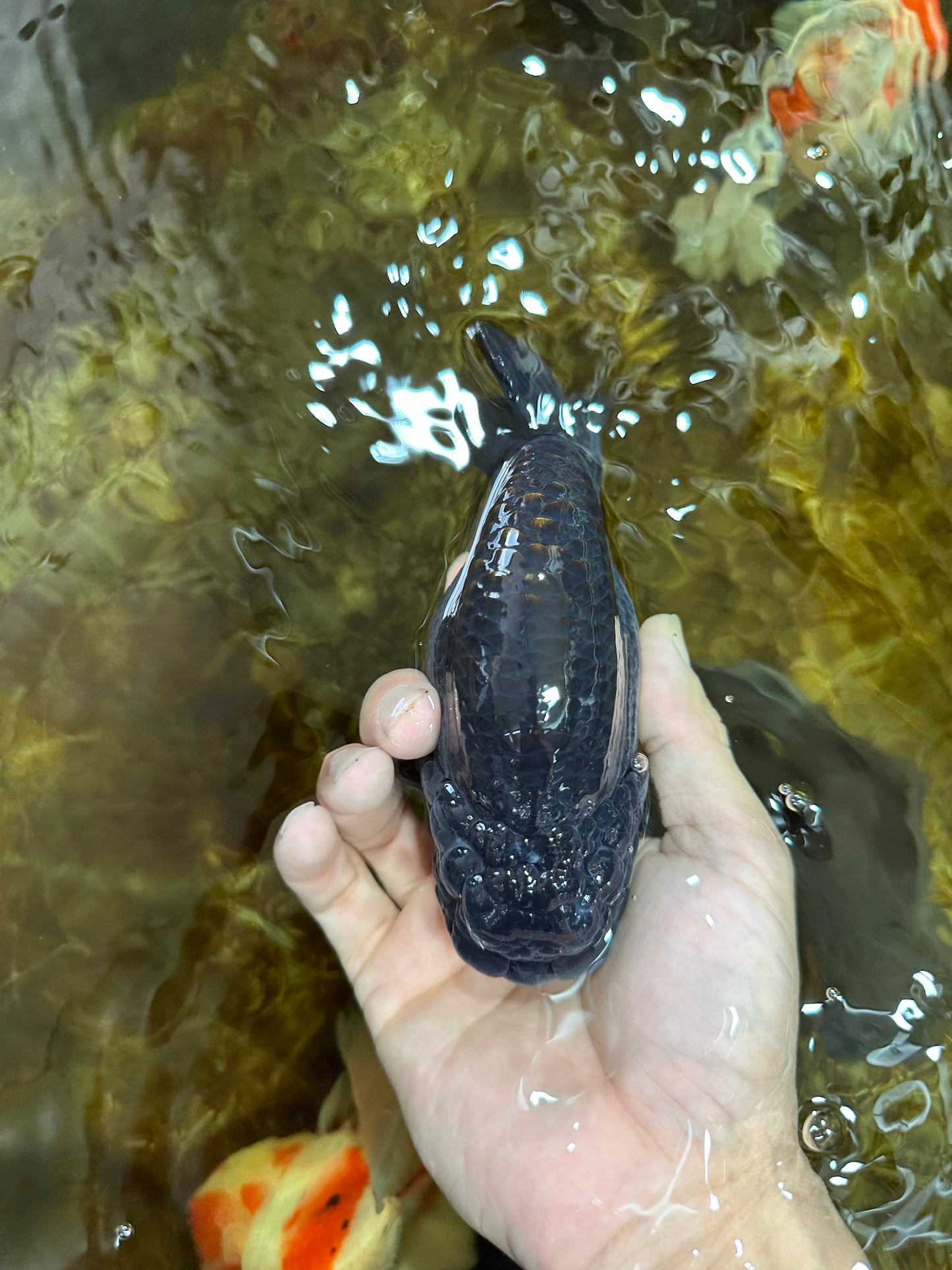 A Grade Black LionKing 5-5.5 inches #080825LC_24