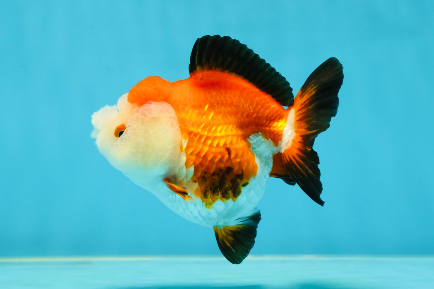 A Grade Pompom Tricolor Yuanbao Female 4 inches #050925YB_30