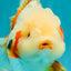SUPER CUTE AAA Grade Red White Oranda Male 6-6.5 inches #080726OR_04