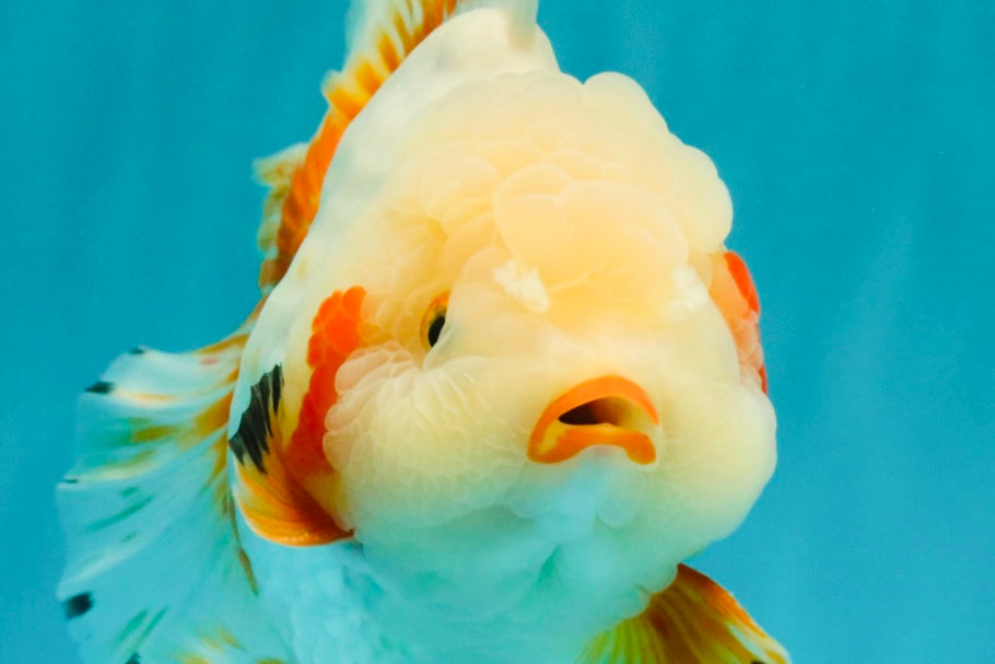 SUPER CUTE AAA Grade Red White Oranda Male 6-6.5 inches #080726OR_04