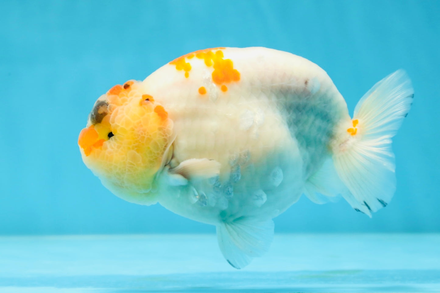 A Grade SPECIAL Kohaku Sakura LionKing 5 inches #051625LC_10