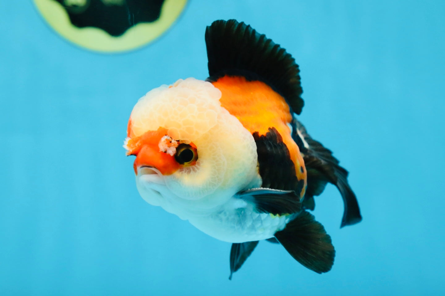 A Grade Adorable Pompom Tricolor Yuanbao Male 4-4.5 inches #071125YB_19