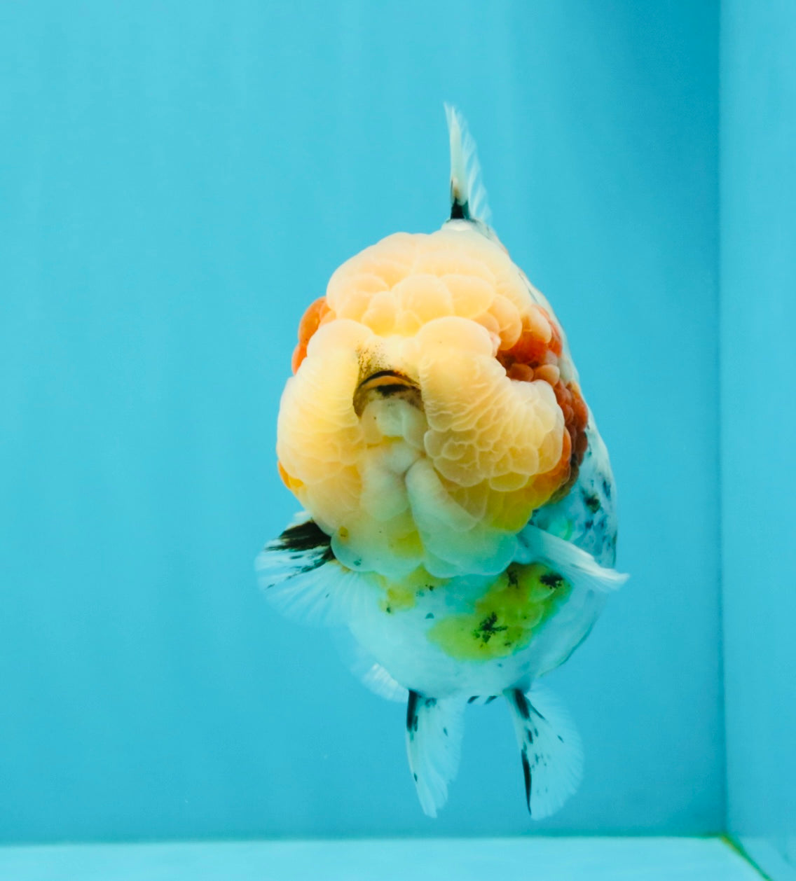 AAA Grade Marble Calico Blue Base Yuanbao Female 6-6.5 inches #032026YB_26