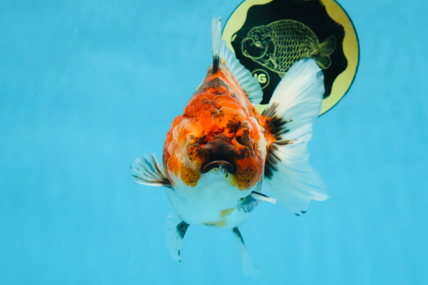 Marble Sakura Yuanbao Female 5.5 inches #111425YB_03