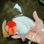 CHUBBY Red White Buffalo Ranchu Female 6 inch #092526RC_20