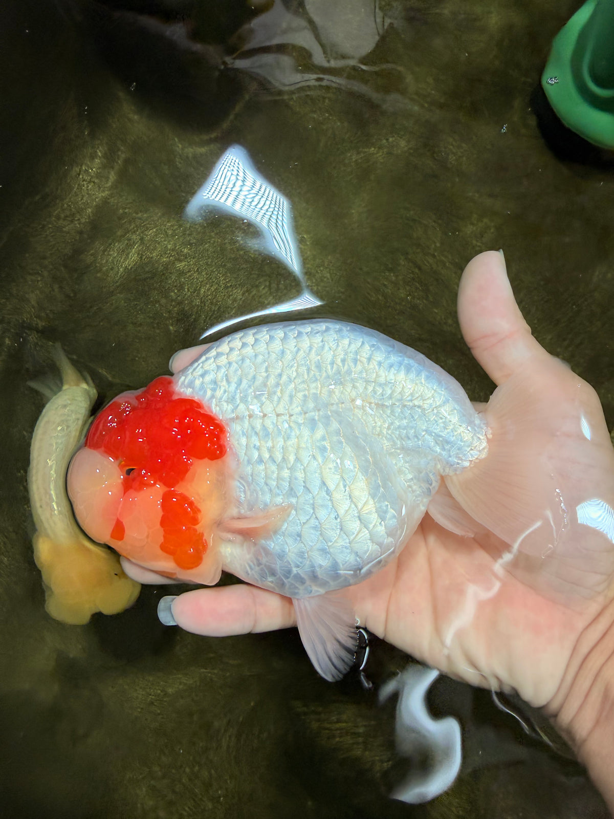 CHUBBY Red White Buffalo Ranchu Female 6 inch #092526RC_20