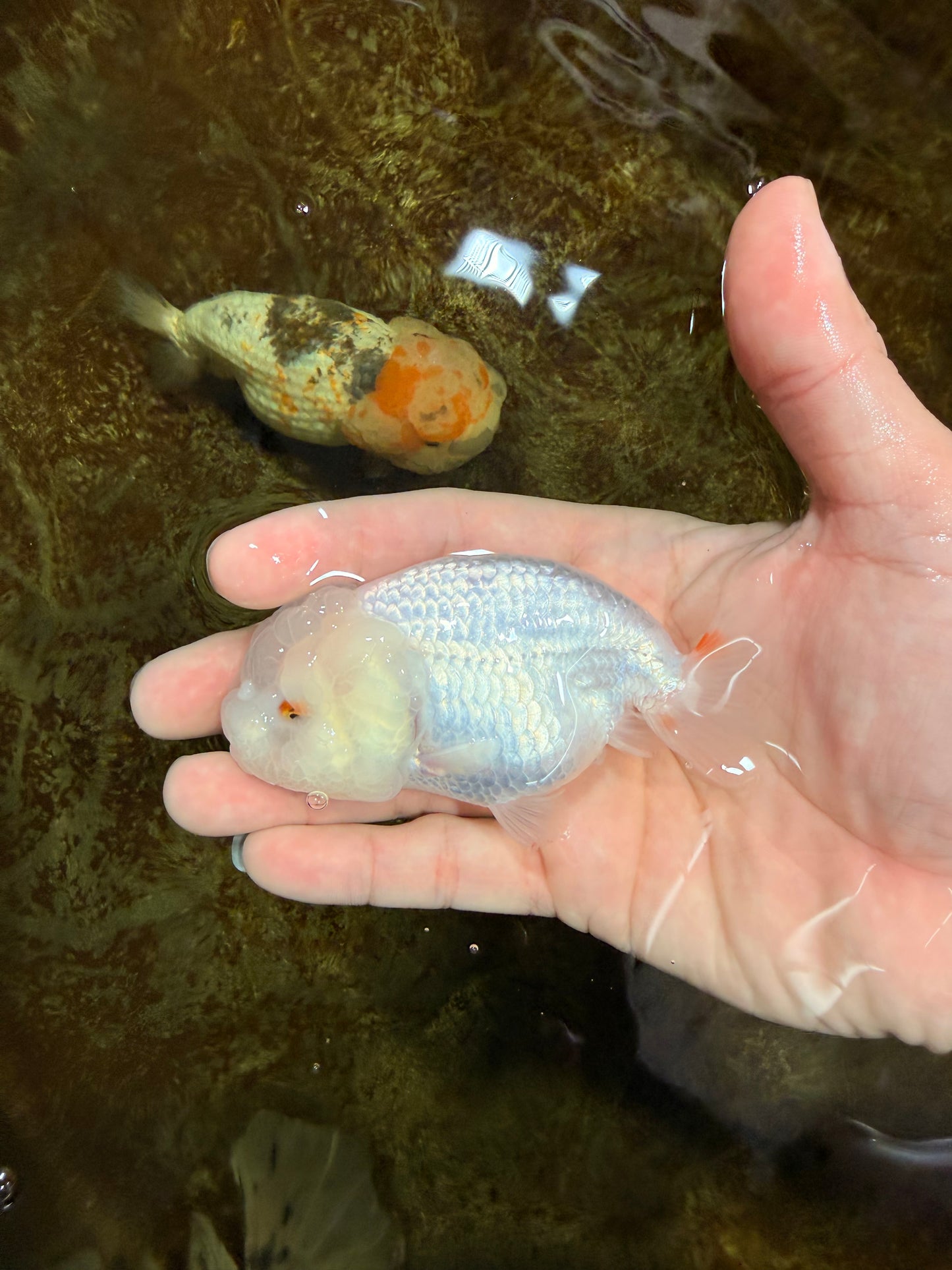 Snow White Lionchu Female 3.5 inches #121925LC_05