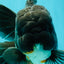 A Grade Kirin Oranda Male 5.5 inches #061926OR_22