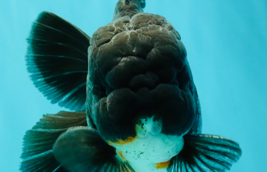 A Grade Kirin Oranda Male 5.5 inches #061926OR_22