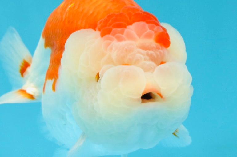 ADORABLE A Grade Red White LionKing 5 inches #032726LC_23