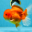 SUPER CUTE A Grade Red White Oranda Female 6.5 inches #110725OR_01