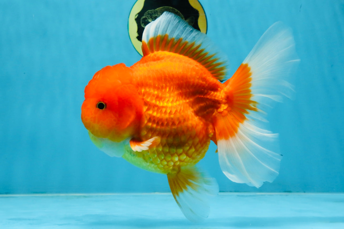SUPER CUTE A Grade Red White Oranda Female 6.5 inches #110725OR_01