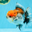 CHUNKY AAA Grade Kirin Calico Oranda Male 6.5 inches #041026OR_02